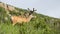 Young Mule Deer Buck In Velvet