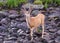 Young Mule Deer Buck at a Watering Hole. Wild Deer on the High P