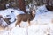 Young mule deer fawn in postcard picture