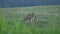 young mule deer at hurricane ridge on the olympic peninsula