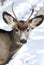 Young Mule Deer with new antlers