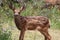 Young mule deer and purple wild flowers