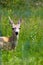 Young Mule Doe Deer in the Canadian Rockies