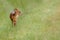 Young muntjac deer closeup and alone