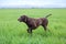 A young muscular brown hunting dog is standing in a point in the field among the green grass. A spring warm day.