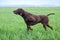A young muscular brown hunting dog is standing in a point in the field among the green grass. A spring warm day.