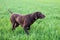 A young muscular brown hunting dog is standing in a point in the field among the green grass. A spring warm day.