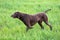 A young muscular brown hunting dog is standing in a point in the field among the green grass. A spring warm day.