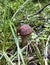 Young mushroom Boletus scaber in the grass.