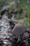 Young mushroom Coprinopsis cinerea