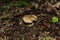 Young mushroom Iodine bolete or Boletus impolitus Latin: Hemileccinum impolitum against the background of leaves