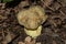 Young mushroom Iodine bolete or Boletus impolitus Latin: Hemileccinum impolitum in a oak forest. Mushroom closeup