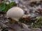 Young mushroom, Lycoperdon perlatum growing in the oak wood.
