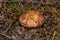 Young mushroom Slippery jack Suillus luteus in pine forest closeup.