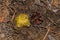 Young mushroom Tricholoma equestre emerged from the sand. Mushroom cap and pine cones closeup.