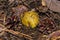 Young mushroom Tricholoma equestre emerged from the sand. Mushroom and pine cones closeup.