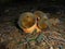 Young mushroom triplets of species scarletina bolete | Edible fungi in night forest