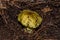 Young mushroom Yellow Knight Tricholoma equestre closeup.