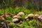 Young mushrooms grow surrounded by moss and yellowed foliage. Fall