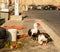 Young musk duck resting at city pier sunny summer day