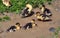 Young musk ducks Cairina moschata breed