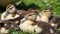 Young musk ducks Cairina moschata breed