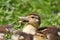 Young musk ducks Cairina moschata breed