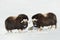 Young Musk Oxen standing in snowy Dovrefjell mountains