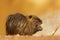 Young muskrat Ondatra zibethicus found food, and on the shore he ate it