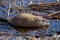 A young muskrat sits still in shallow water