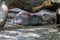 young muskrat sleep on mound in the summer