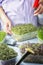 Young mustard greens, close up. A girl is spraying micro greens from a spray bottle. A cut photo, growing micro green