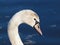 Young mute swan - Cygnus olor