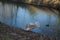 A young mute swan and a mallard duck winter near the Wuhle River. Berlin, Germany