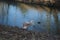 A young mute swan and a mallard duck winter near the Wuhle River. Berlin, Germany