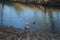 A young mute swan and a mallard duck winter near the Wuhle River. Berlin, Germany