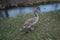 A young mute swan and a mallard duck winter near the Wuhle River. Berlin, Germany