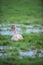 Young mute swan in marshy meadow with puddles.