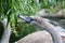 Young mute swan pecking at a willow branch