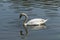 Young Mute Swan refected in the rippled water of a lake