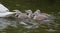 Young Mute swan signets  swimming