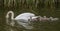 Young Mute swan signets swimming