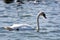 The young mute swan in the spring