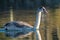 Young mute swan on water