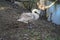 A young mute swan winters in the vicinity of the Wuhle River. Berlin, Germany