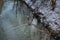 Young mute swans swim along the Wuhle River with snow-covered banks in winter. Berlin, Germany