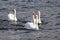 Young mute swans swimming on the river