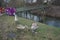 Young mute swans winter near the Wuhle River. Berlin, Germany