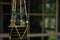 Young nasturtium plant in a ceramic pot hanging in a seashell hanger with a window in the background