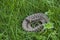 A young natrix snake is resting in the fresh grass. A non-poisonous snake that lives in forests by a lake or river.